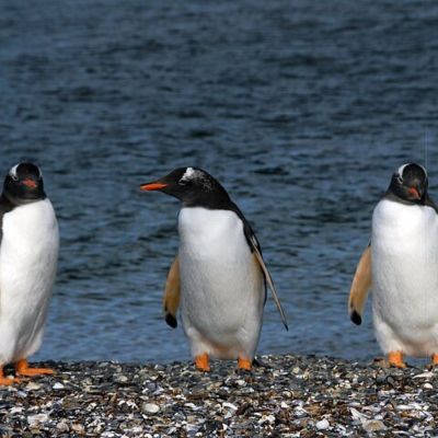 Catamaran Tour through the Beagle Channel and Penguins in Isla Martillo