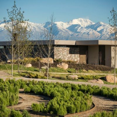 The Vines of Mendoza